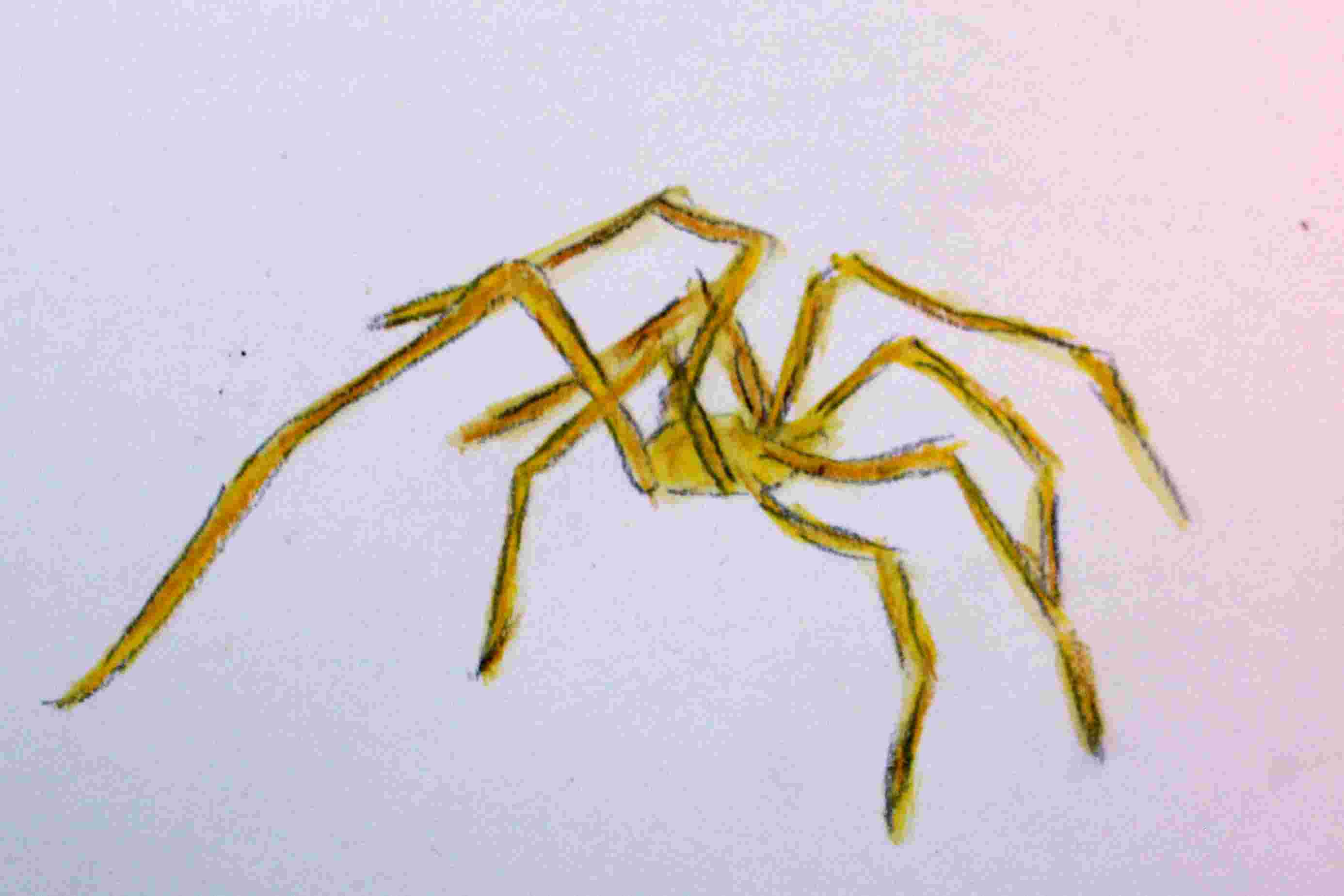 Spider